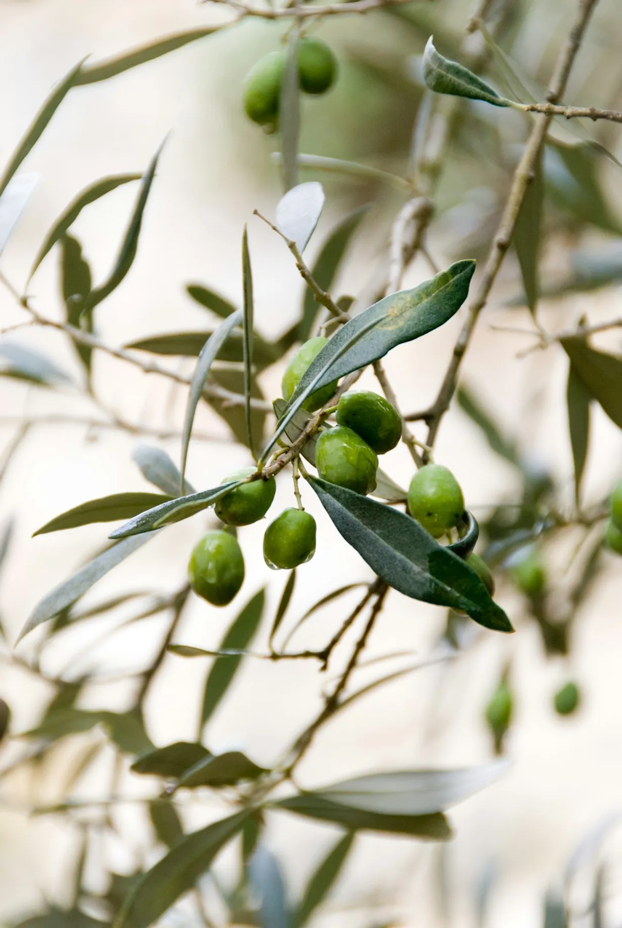 Artificial Olive Trees Are The Best Decor Accent In 2024Illustration